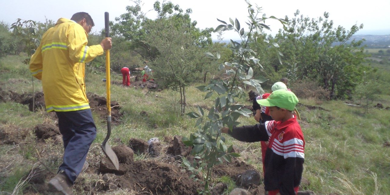 Plantan durante 2016 miles de árboles en Purísima