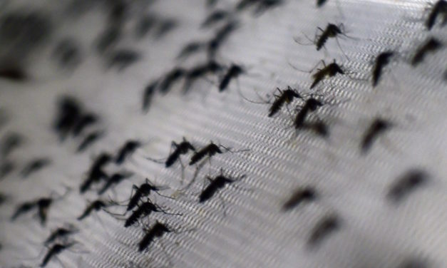 El rincón del IMSS: evita la propagación del dengue