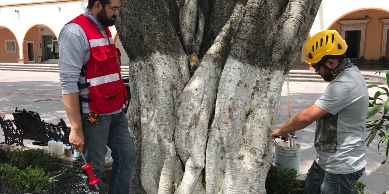 Buscan preservar árboles del jardín de Purísima