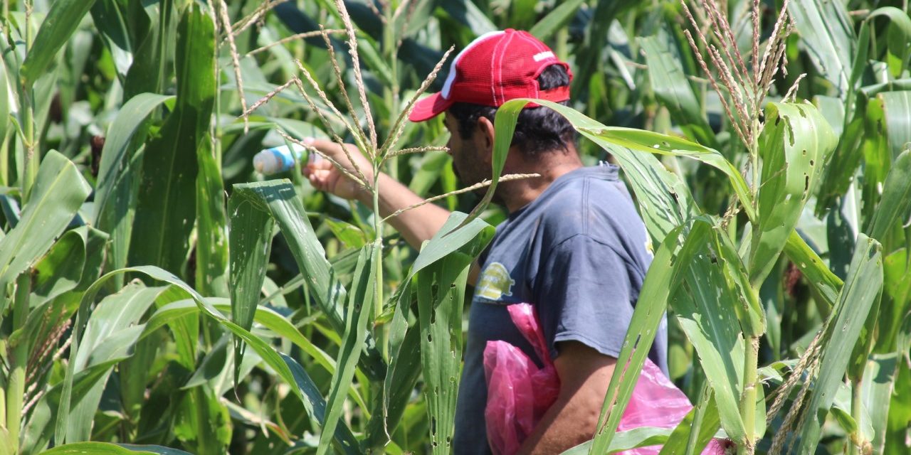 Continua liberación de insectos para proteger cultivos en Manuel Doblado