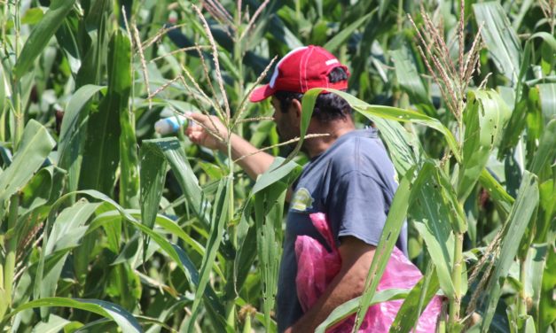 Continua liberación de insectos para proteger cultivos en Manuel Doblado