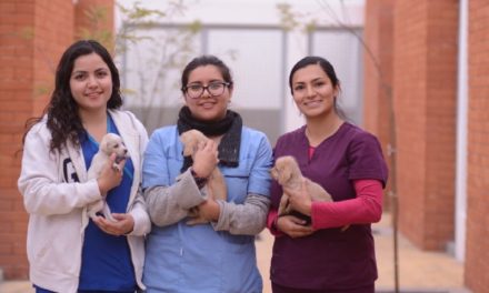 En la ciudad de León esterilizan a más de 30 mil mascotas