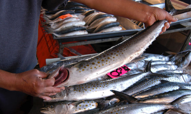 El Rincón del IMSS: Atención con los pescados y mariscos