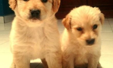 En Silao promueven adopción canina responsable