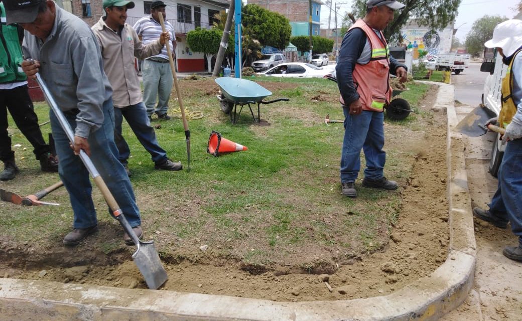 Plantas magnolias en espacios públicos de Silao