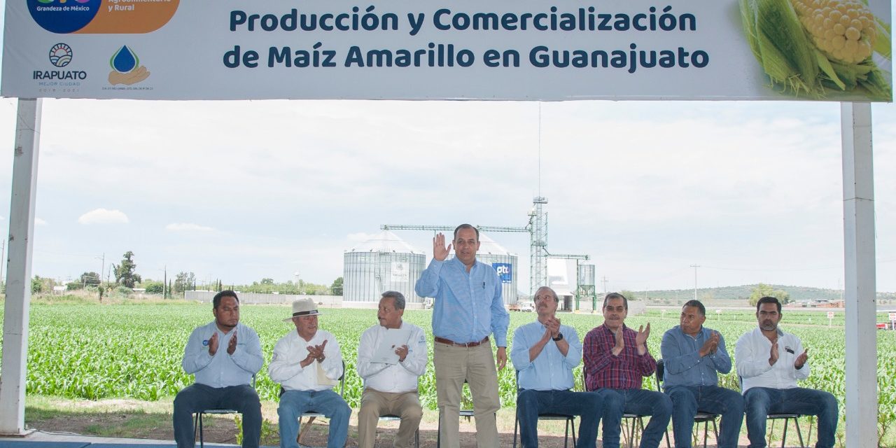 Presentan Proyecto de maíz amarillo de alto rendimiento para campo guanajuatense