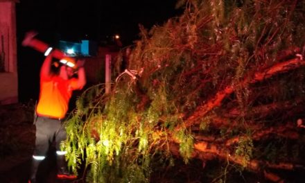 Se derrumba árbol y se inunda calle Allende en Purísima