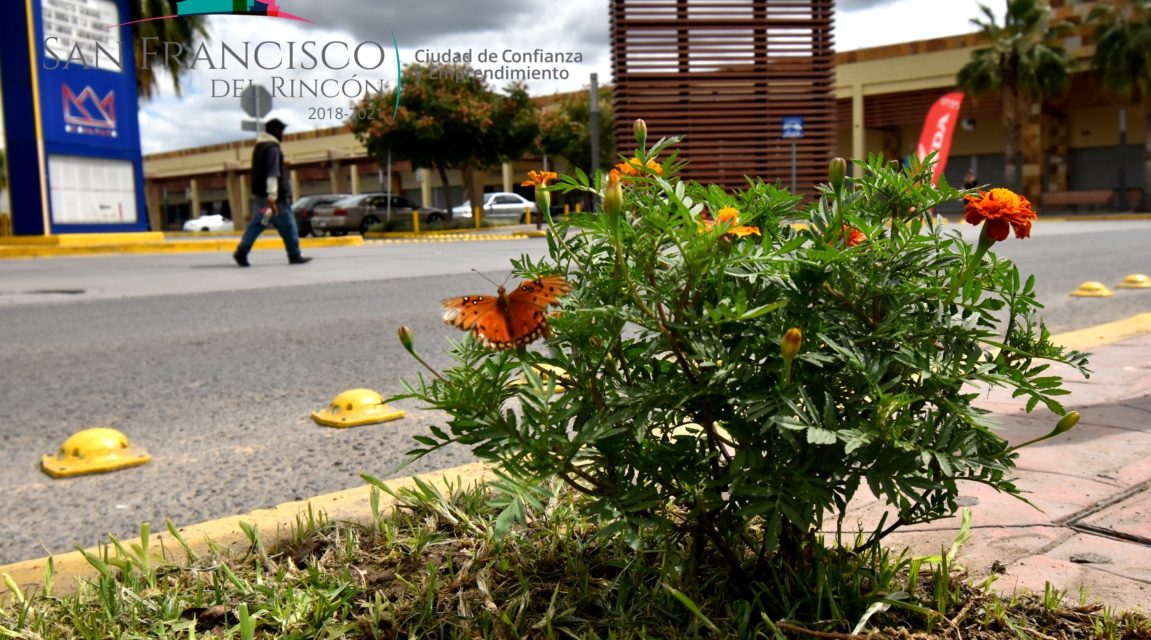 Llenan de flores camellones de San Francisco del Rincón