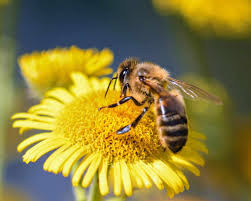 Silao tendrá primer santuario público de abejas del estado