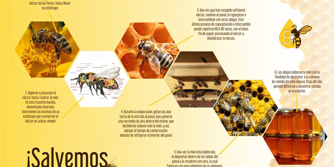 Promueven el cuidado a las abejas en 3º encuentro Apícola-Agrícola
