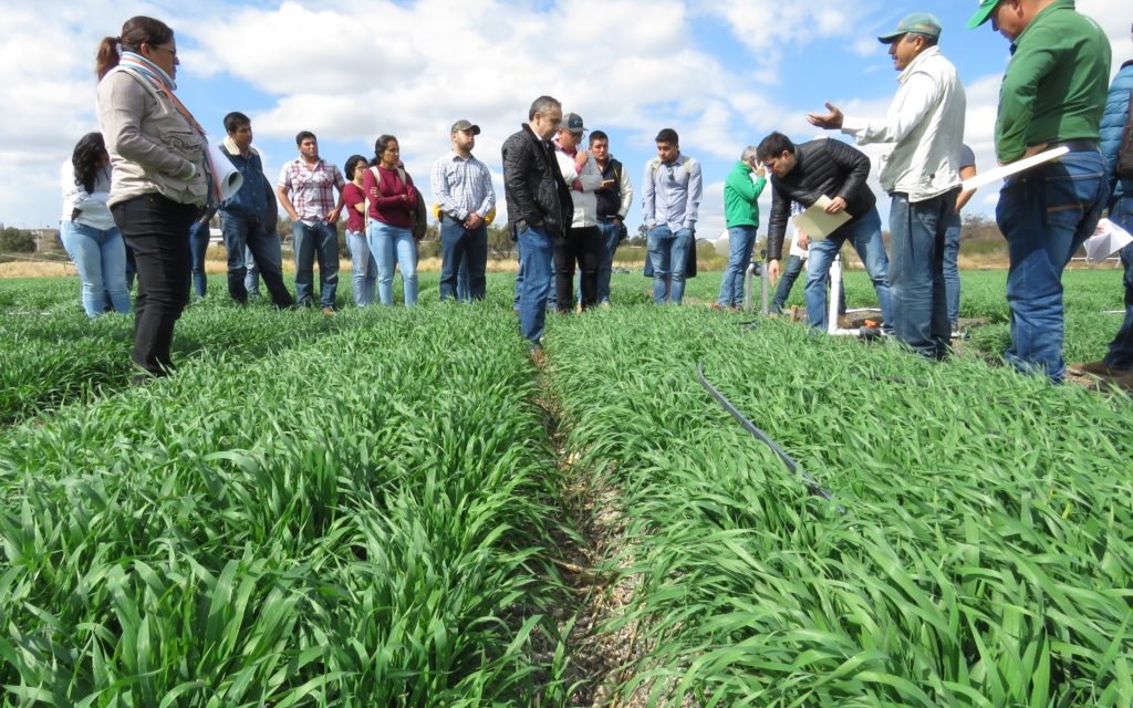 Agricultura en Guanajuato no para ante emergencia sanitaria