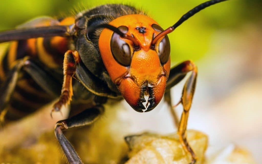 Invitan a agricultores a permanecer alertas ante posibles avistamientos de avispones gigantes