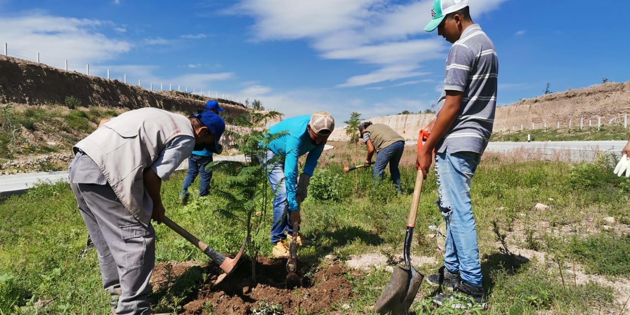 Plantan decenas de árboles en Purísima del Rincón