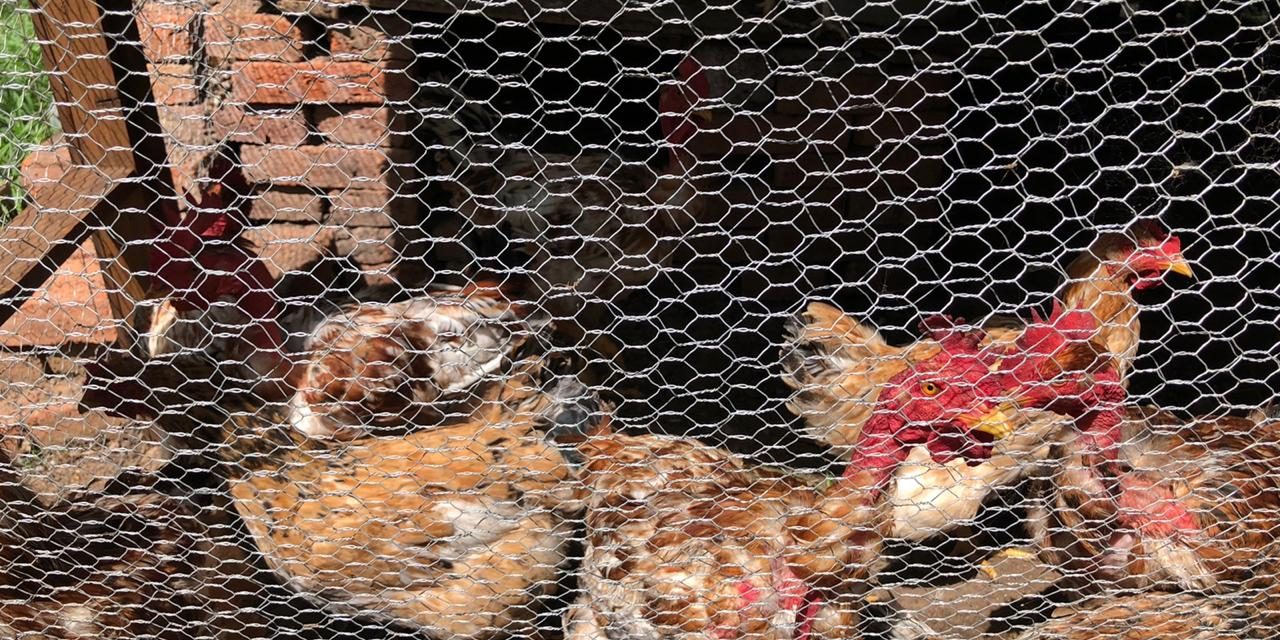 San Francisco del Rincón abre convocatoria de apoyo aviar