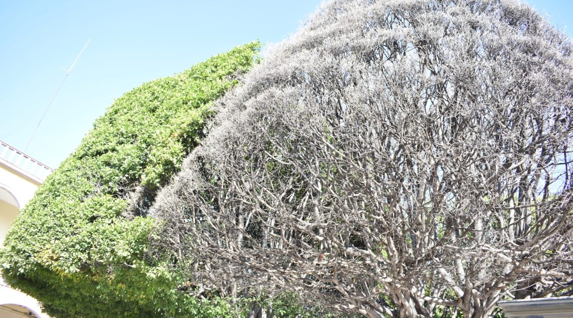 Inician rescate de árboles en el Jardín de San Francisco del Rincón