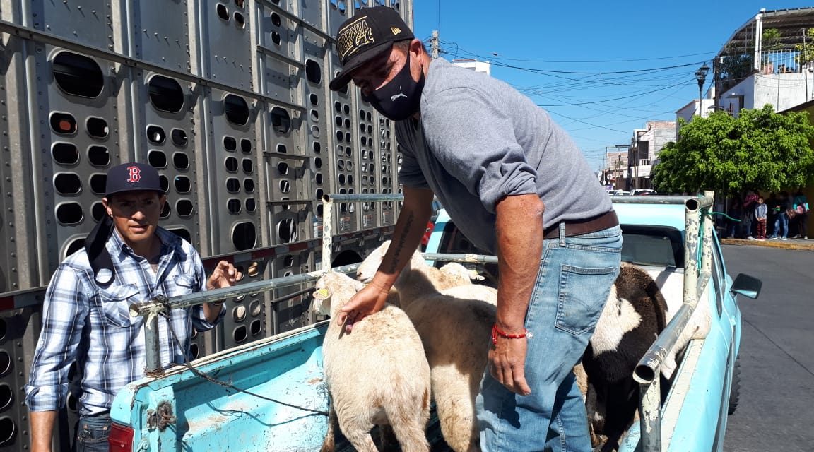 Productores yurirenses reciben apoyos para ganado ovino