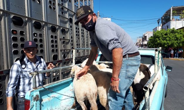 Productores yurirenses reciben apoyos para ganado ovino