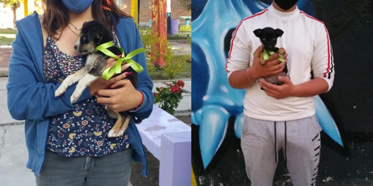 En San Francisco del Rincón buscan hogares para perros de la calle