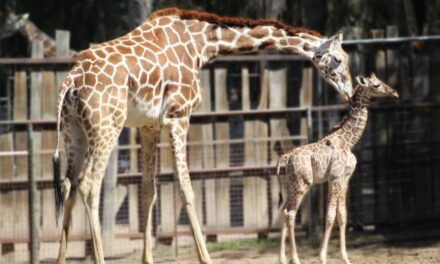 Nace jirafa en Zoológico de León