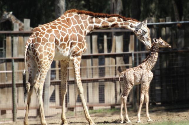 Nace jirafa en Zoológico de León