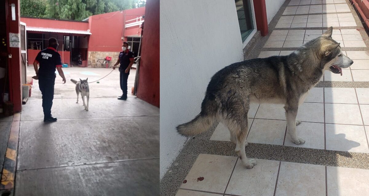 Bomberos de León rescatan a perro en el Malecón