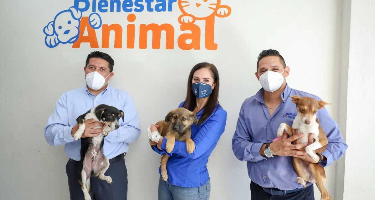 Buscan impulsar programas de esterilización de mascotas en León