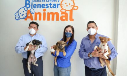 Buscan impulsar programas de esterilización de mascotas en León