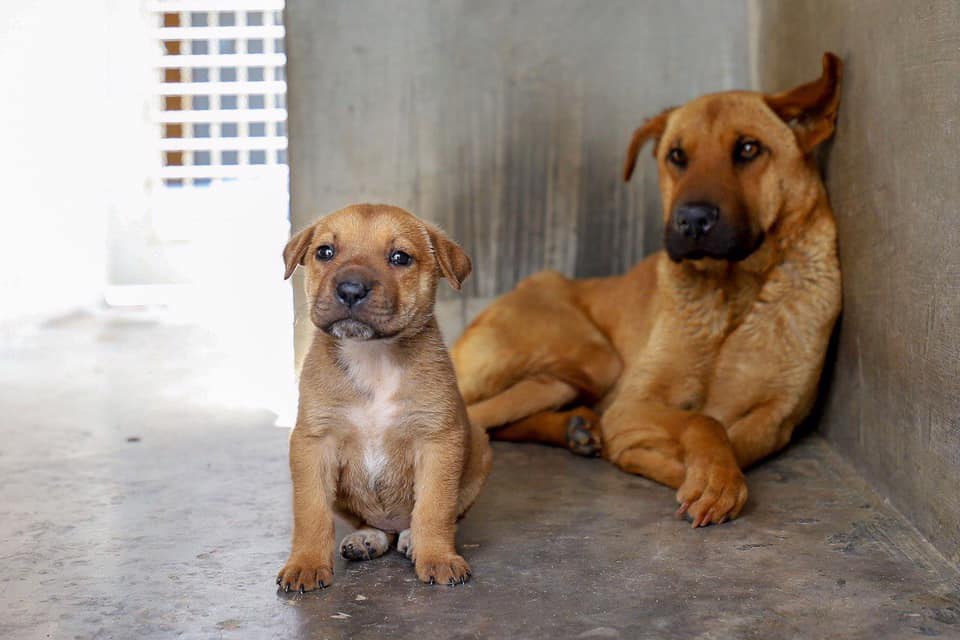 Adopta una mascota en León