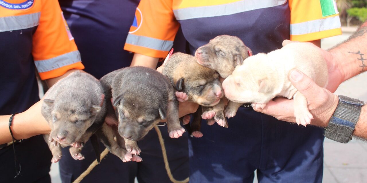 Nacen cachorros en nacimiento de Purísima