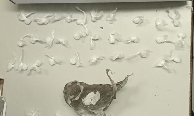 En León detienen a distribuidores de droga armados