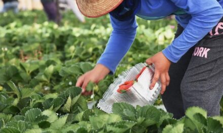 San Francisco del Rincón recibe al primer grupo de jornaleros agrícolas