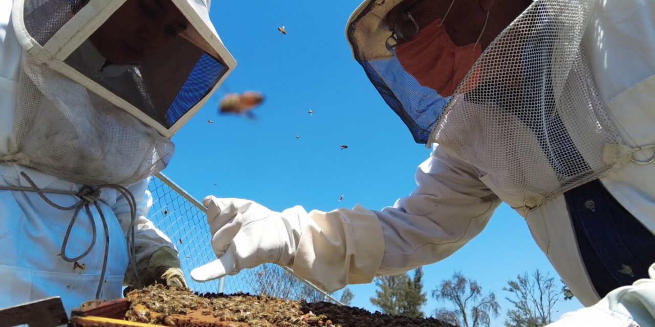 Profesora DeLaSalle explica: Las abejas son la solución para la conservación ambiental