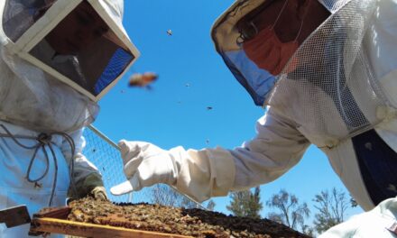 Profesora DeLaSalle explica: Las abejas son la solución para la conservación ambiental