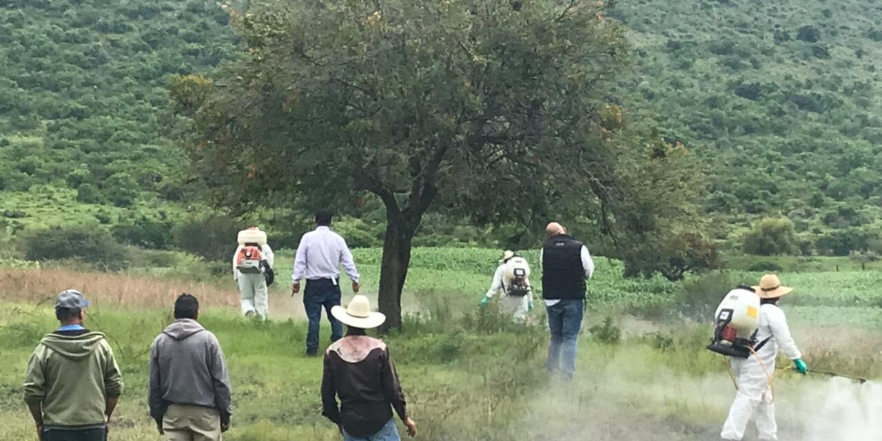 Controlan presencia de chapulín en cultivos de maíz