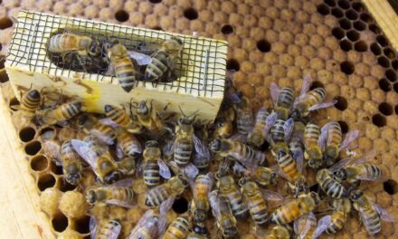 Apoyan a apicultores guanajuatenses para comprar abejas reinas