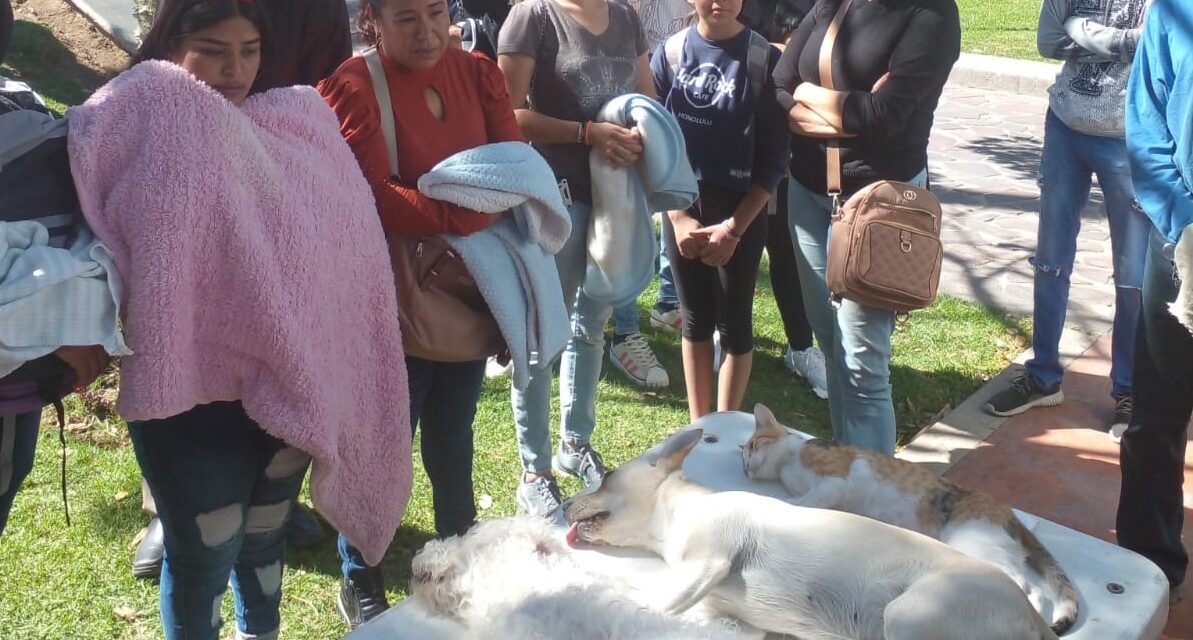 León es primer lugar nacional en esterilización canina
