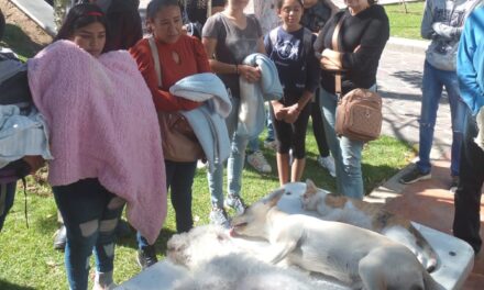 León es primer lugar nacional en esterilización canina