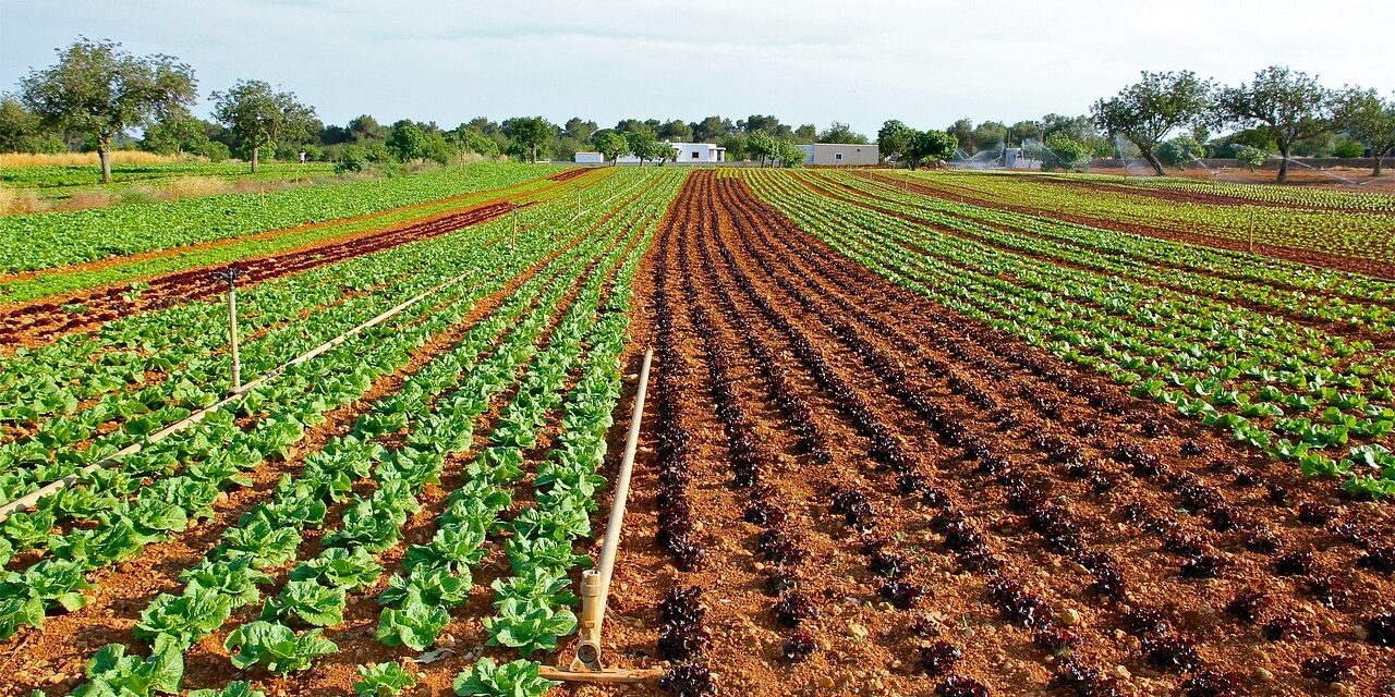 Lidera Guanajuato producción y venta de lechuga