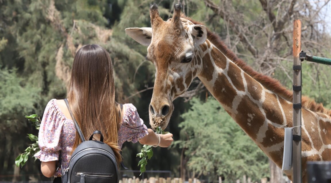 Fomentan interacción con animales en el zoológico de León