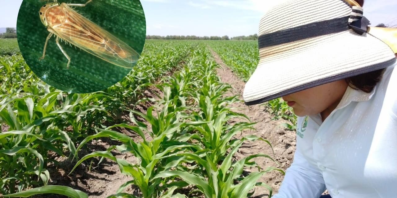 Exhorta SDAyR a prevenir «chicharrita del maíz»