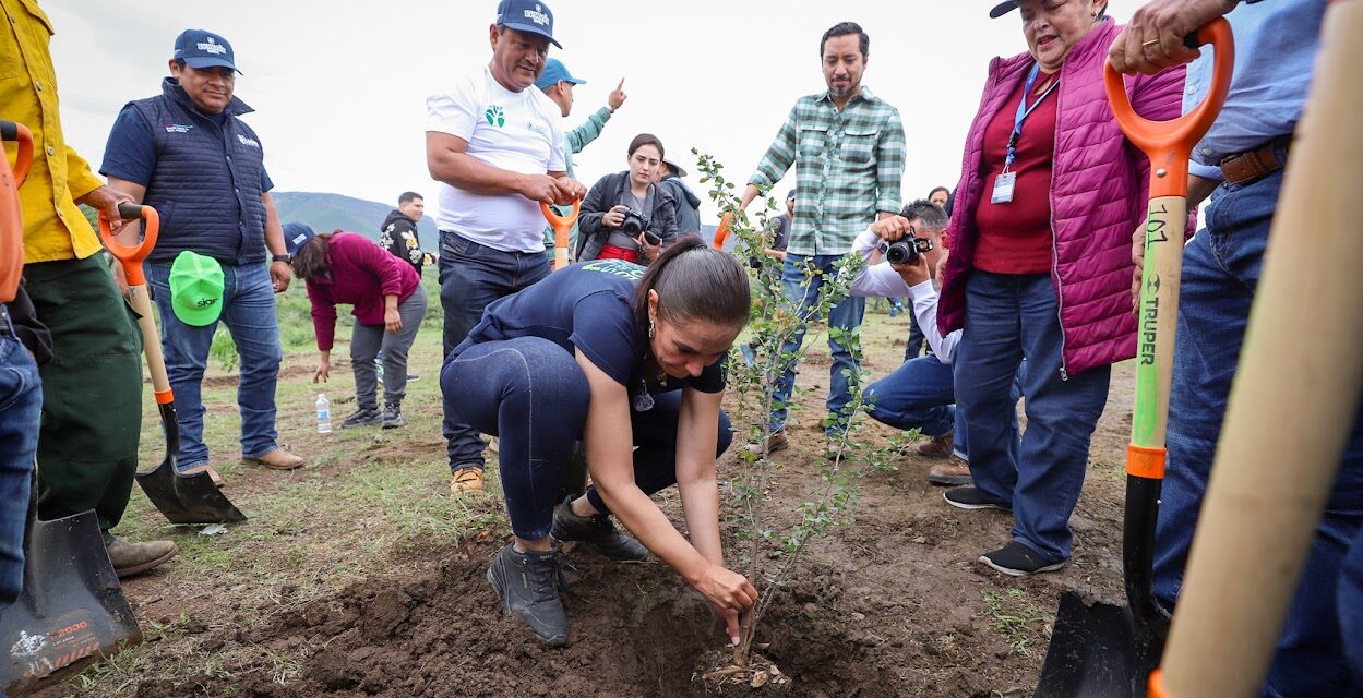 Plantan más de 2 mil árboles en Sierra de Lobos, León