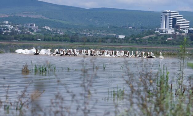 Regresan gansos a presa del Palote en León