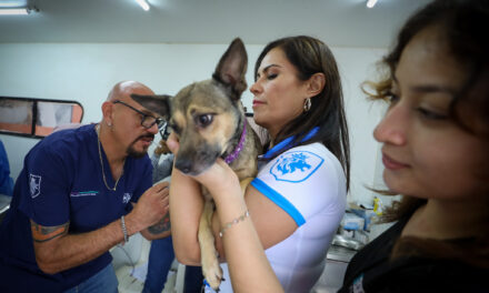 León supera las 100 mil esterilizaciones gratuitas a mascotas
