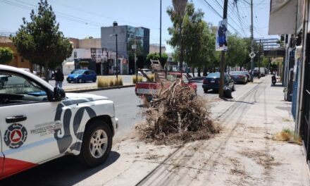 En León intensifican las labores de poda y retiro de árboles secos