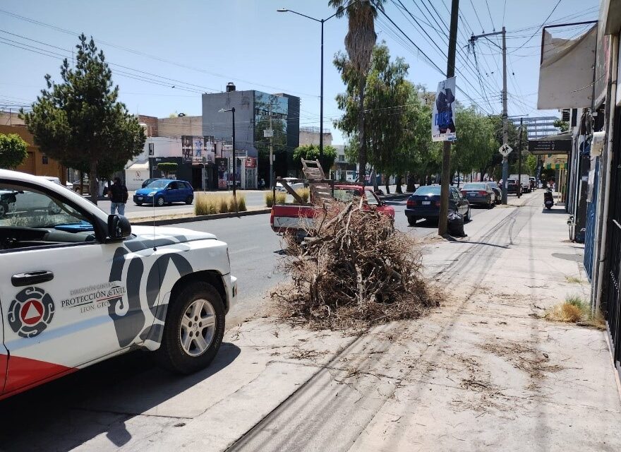 En León intensifican las labores de poda y retiro de árboles secos
