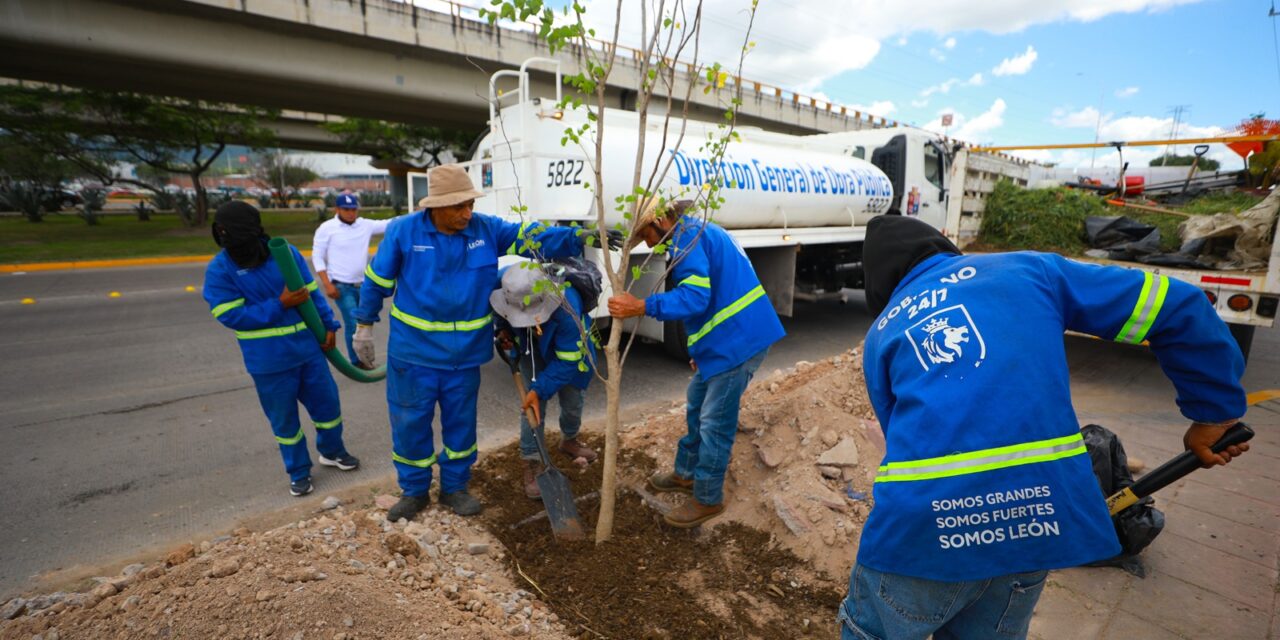 «Rompe banqueta, planta un árbol» en León
