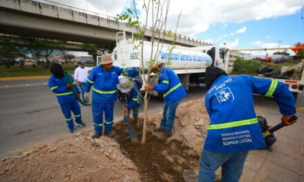«Rompe banqueta, planta un árbol» en León
