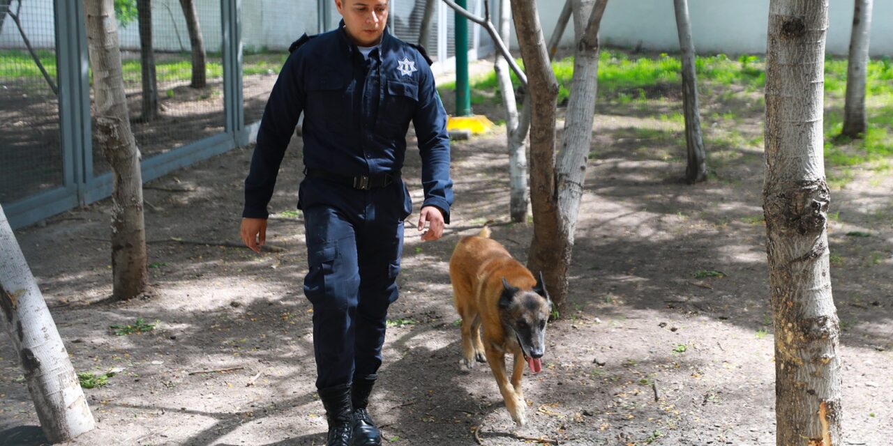 Listos para adopción perros y caballos de las fuerzas de seguridad de León