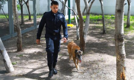 Listos para adopción perros y caballos de las fuerzas de seguridad de León