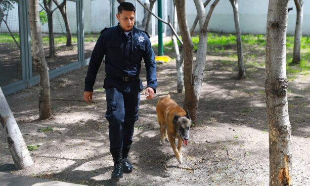 Listos para adopción perros y caballos de las fuerzas de seguridad de León